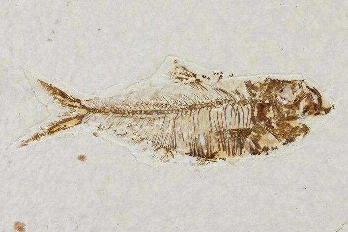 Diplomystus Fossil Fish - Wyoming #101183
